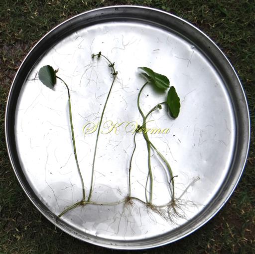  Plant in water